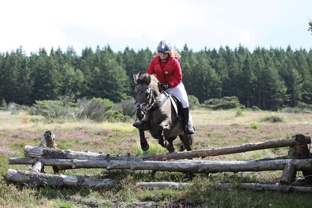 Anden særlig race Bailey billede 20