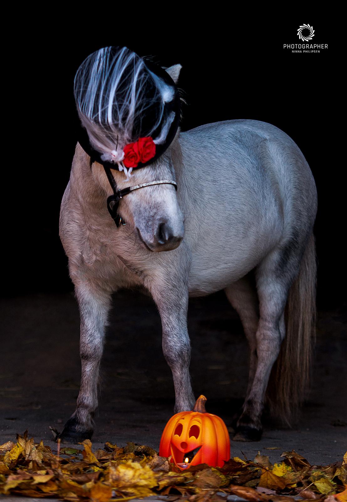 Miniature Máni billede 9