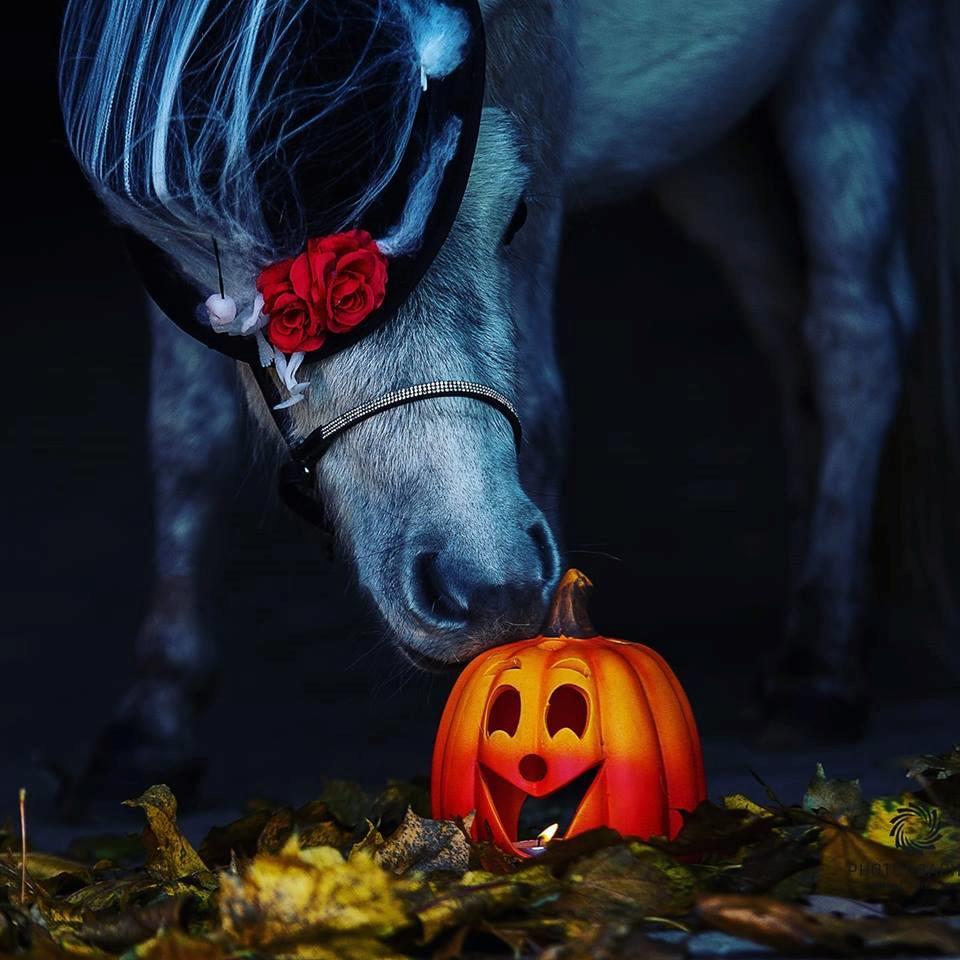 Miniature Máni billede 2