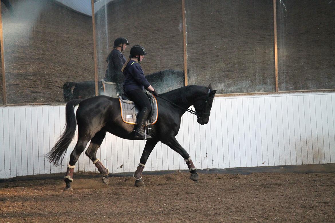 Tysk Oldenburger She's got the look  - 10/10 2018 billede 11