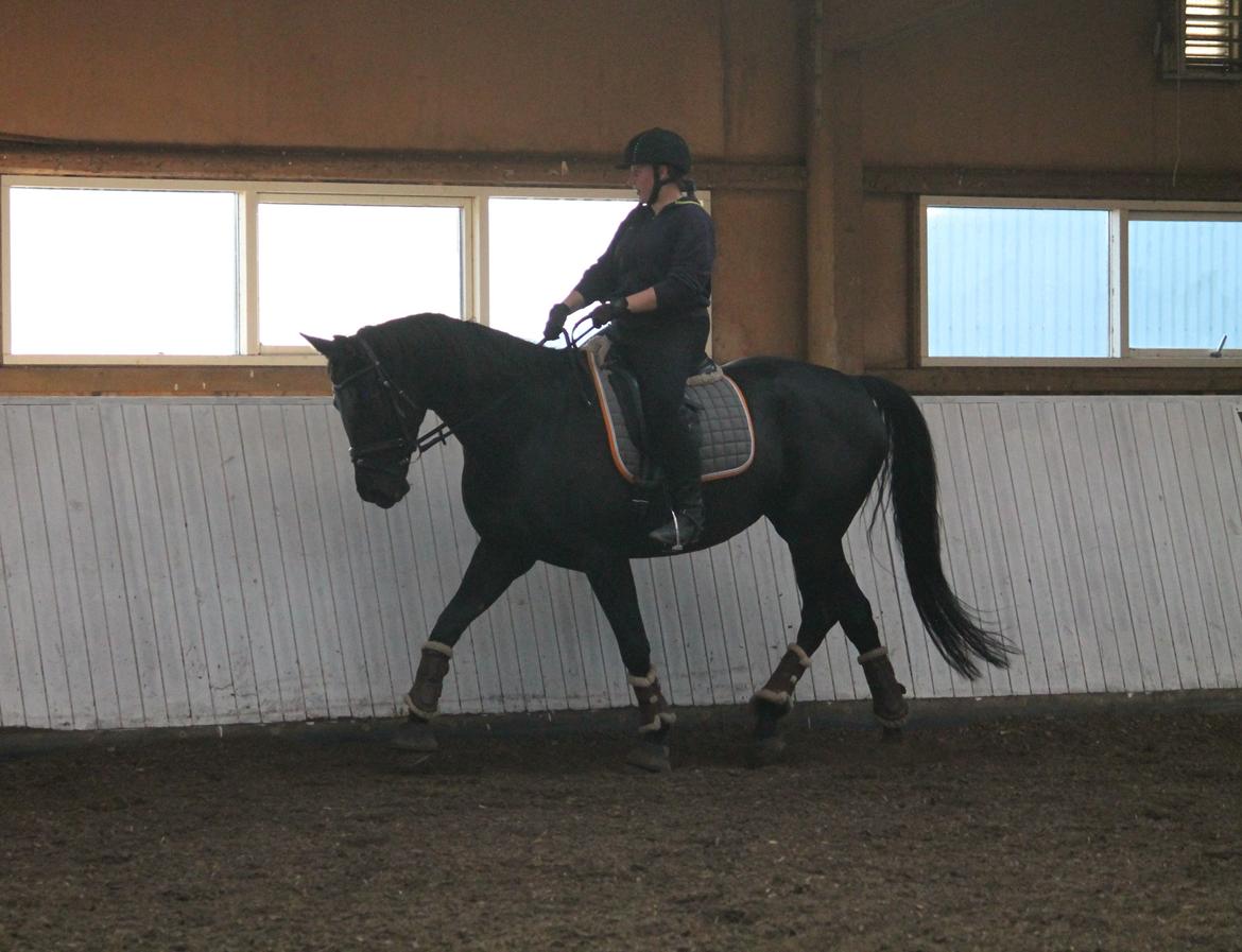 Tysk Oldenburger She's got the look  - 10/10 2018 billede 8