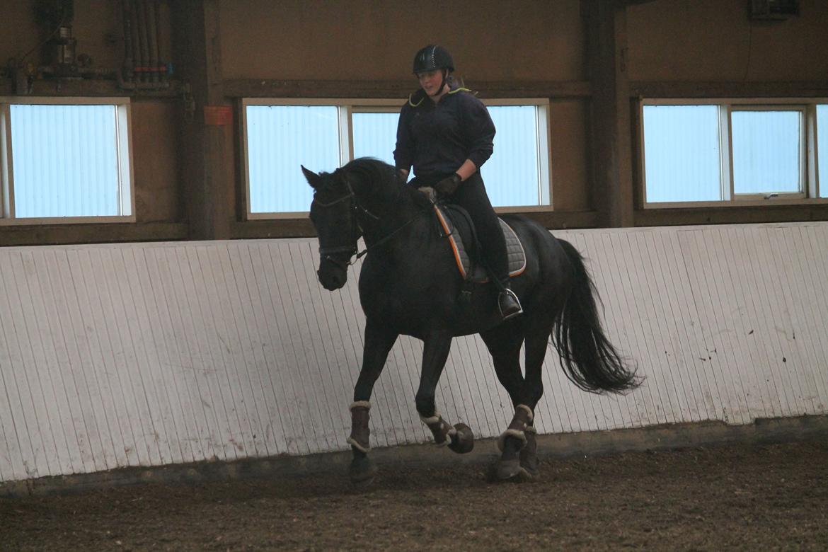 Tysk Oldenburger She's got the look  - 10/102018 billede 17