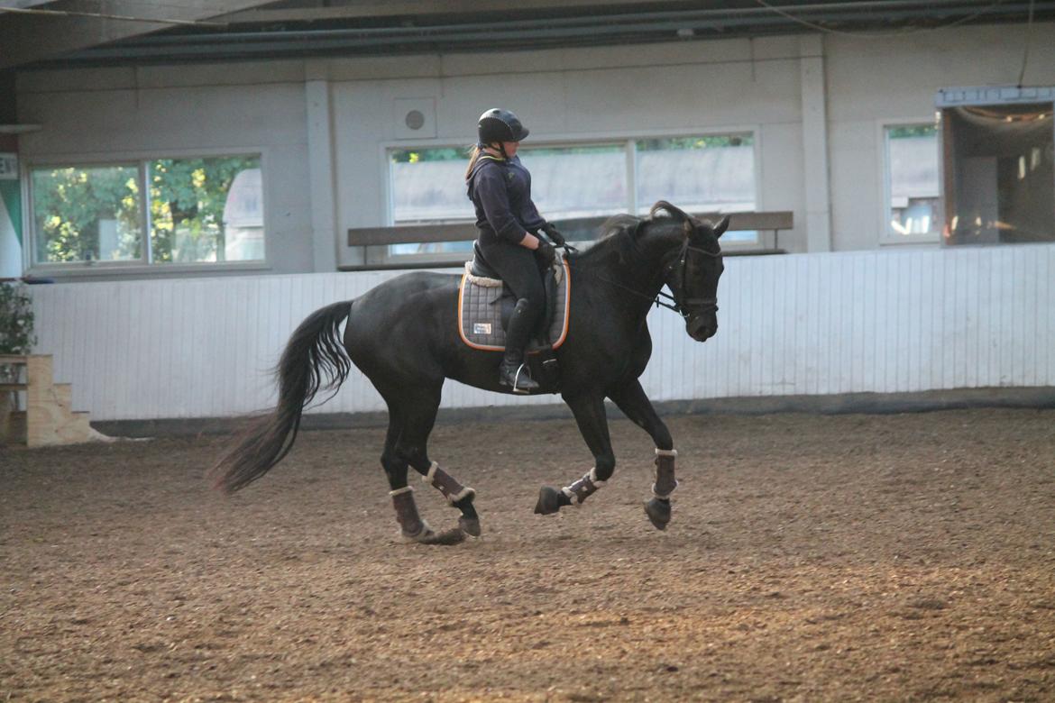 Tysk Oldenburger She's got the look  - 10/10 2018 billede 10