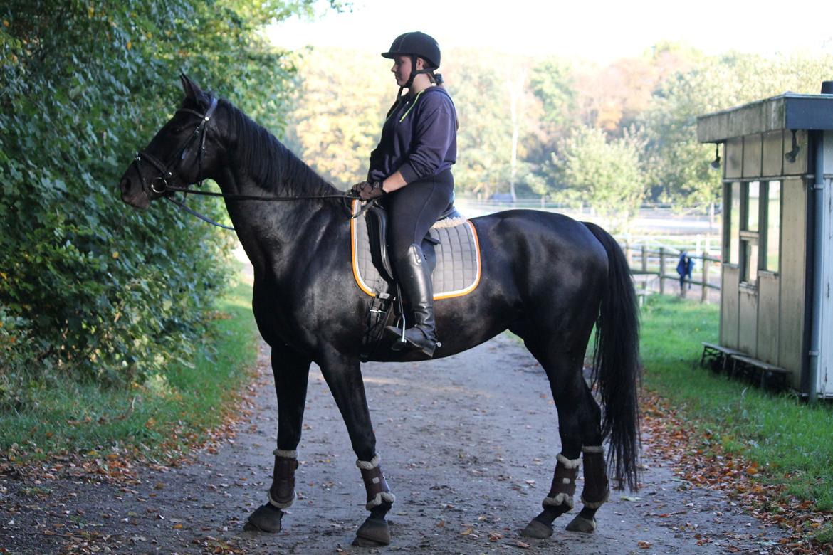 Tysk Oldenburger She's got the look  - 10/10 2018 billede 15