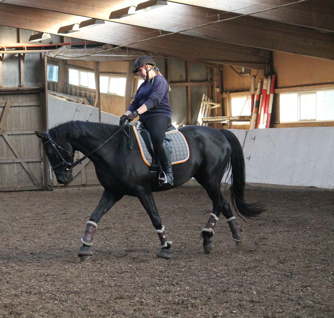 Tysk Oldenburger She's got the look  billede 4