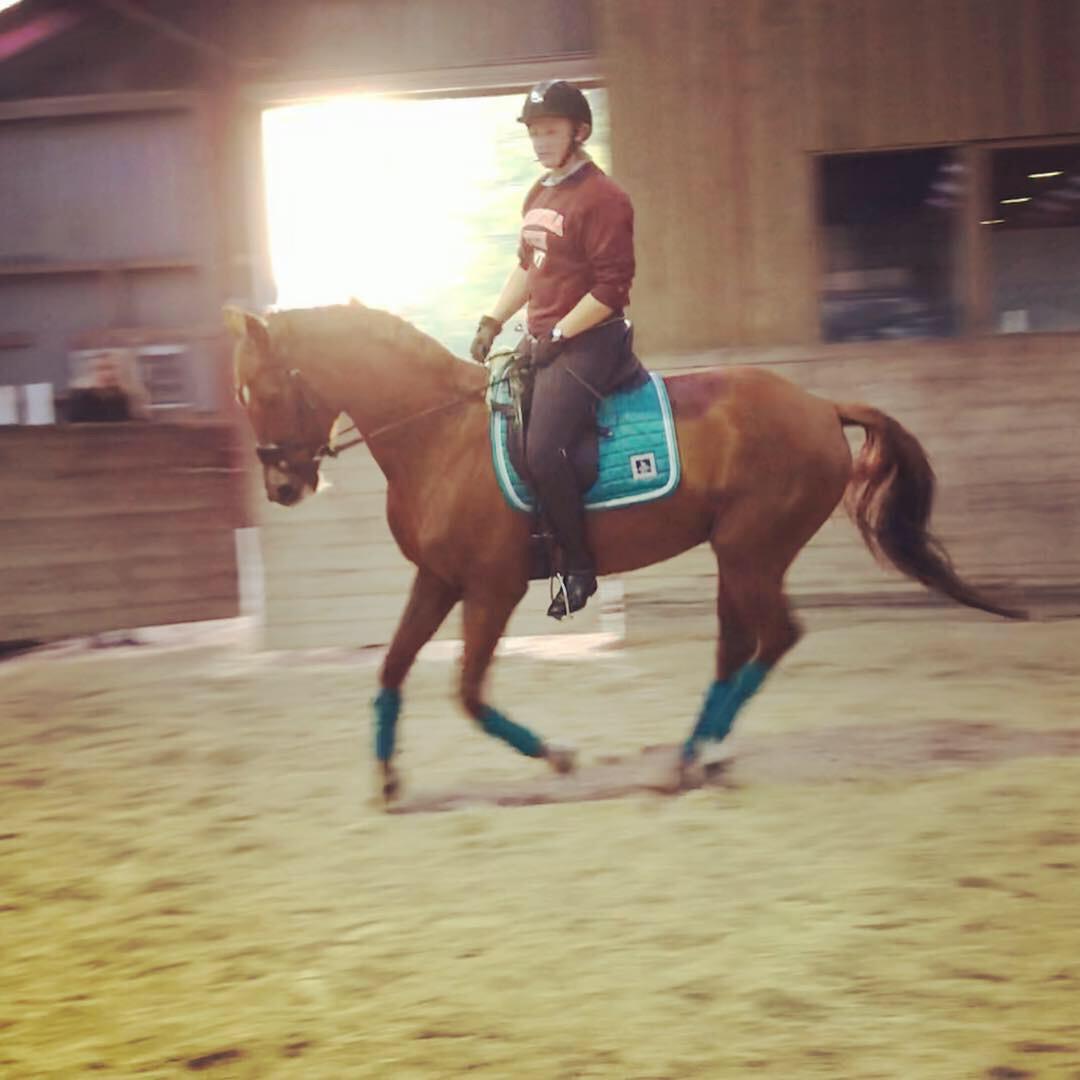 Dansk Varmblod Pilou billede 17