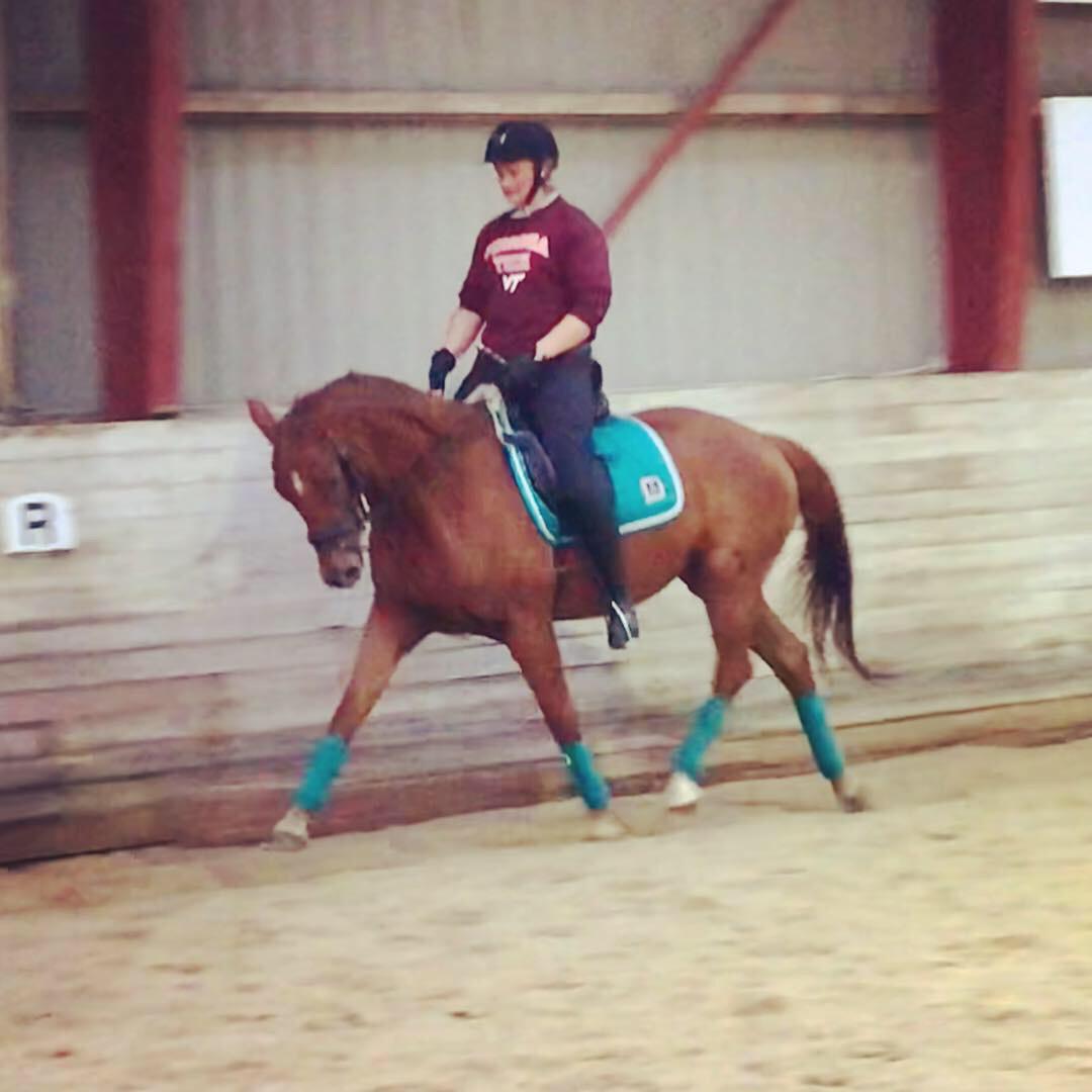 Dansk Varmblod Pilou billede 10