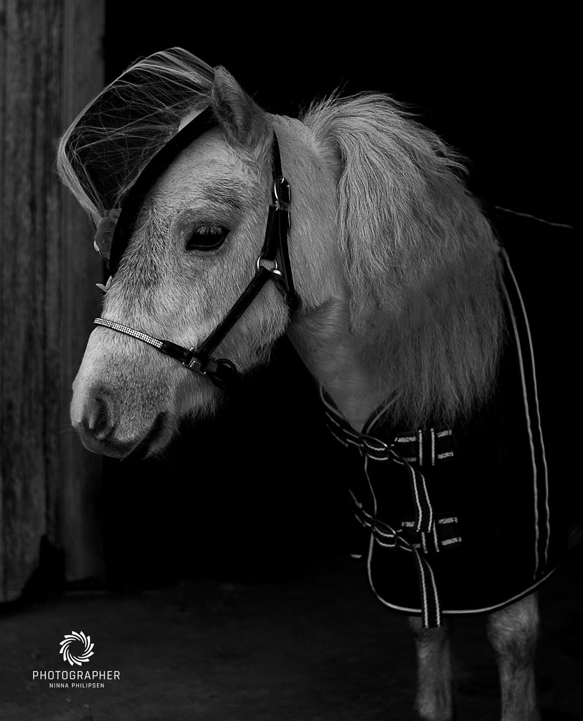 Miniature Máni billede 4