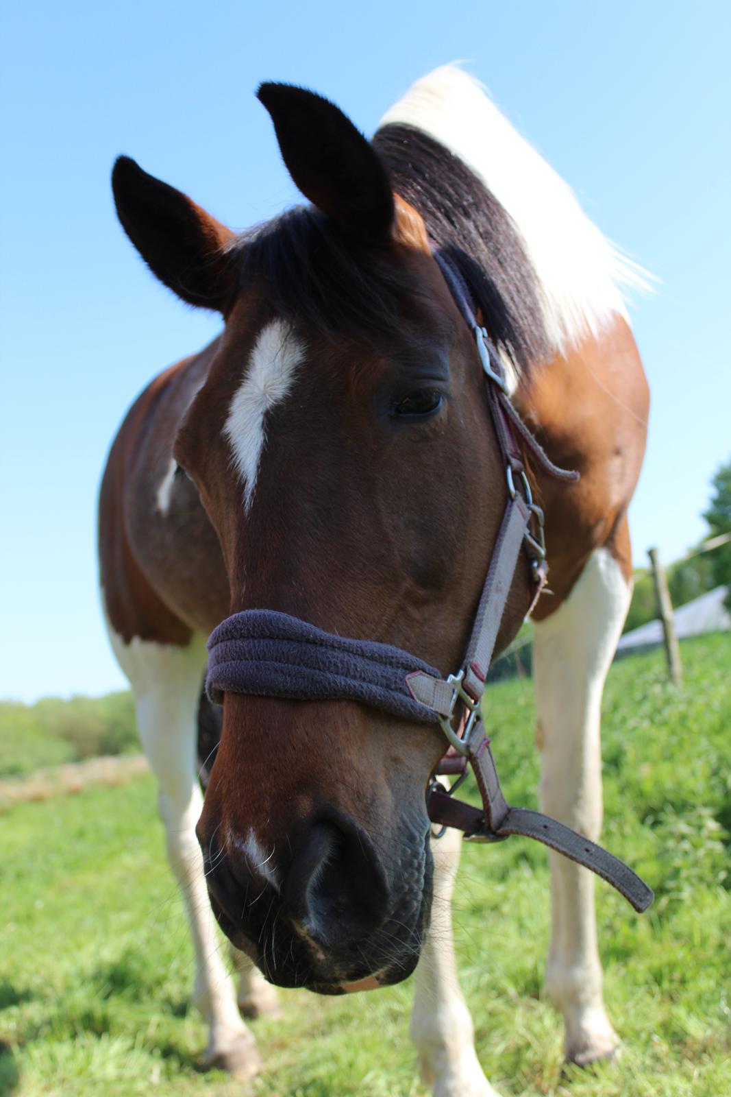Anden særlig race Tulle Ørnhøj billede 1