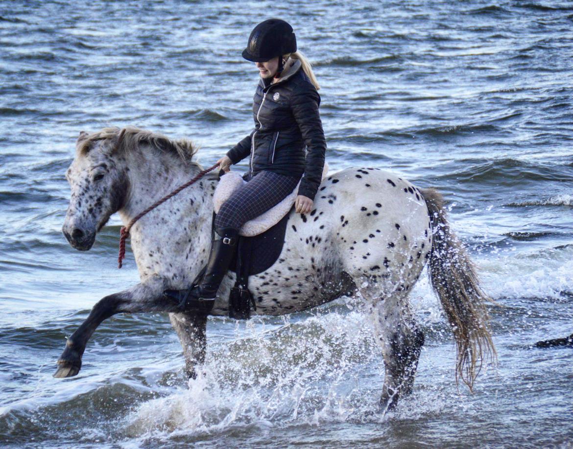 Knabstrupper løjt (my soulmate) billede 1