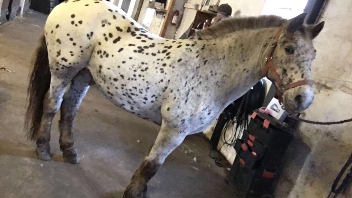 Knabstrupper løjt (my soulmate) billede 3