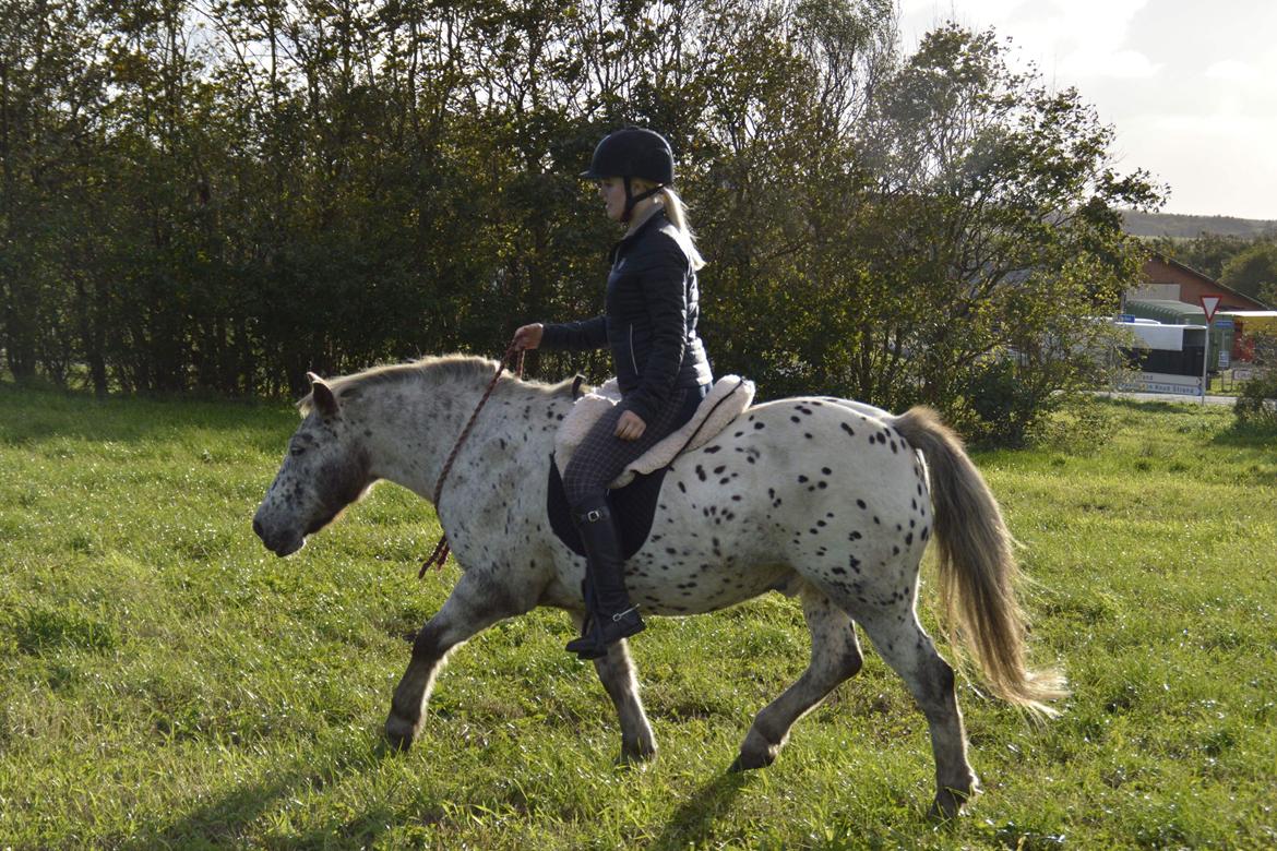 Knabstrupper løjt (my soulmate) billede 2