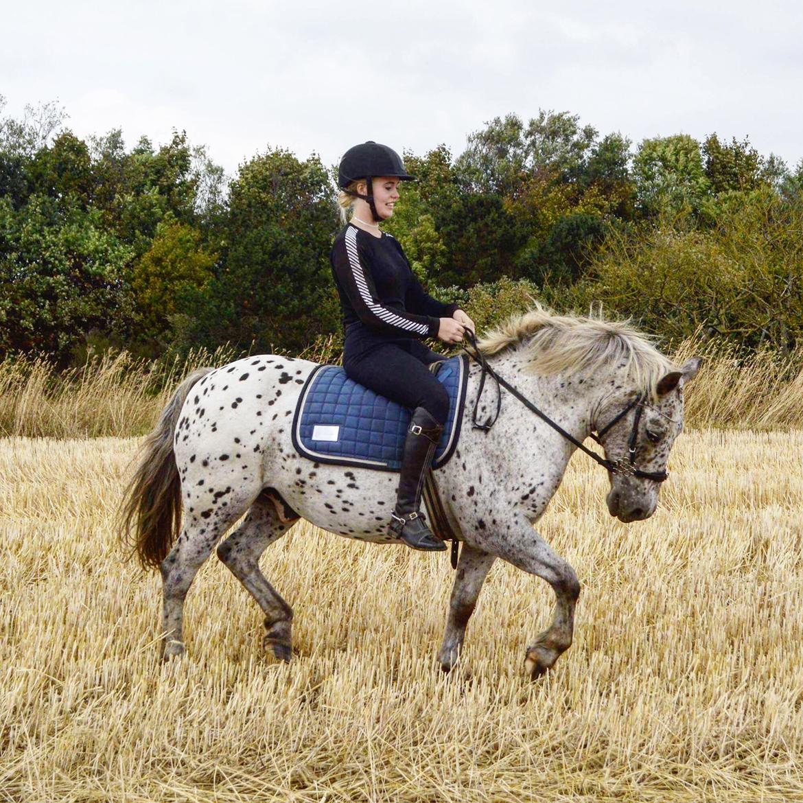 Knabstrupper løjt (my soulmate) billede 6