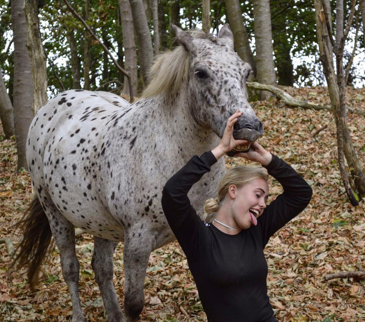 Knabstrupper løjt (my soulmate) billede 7