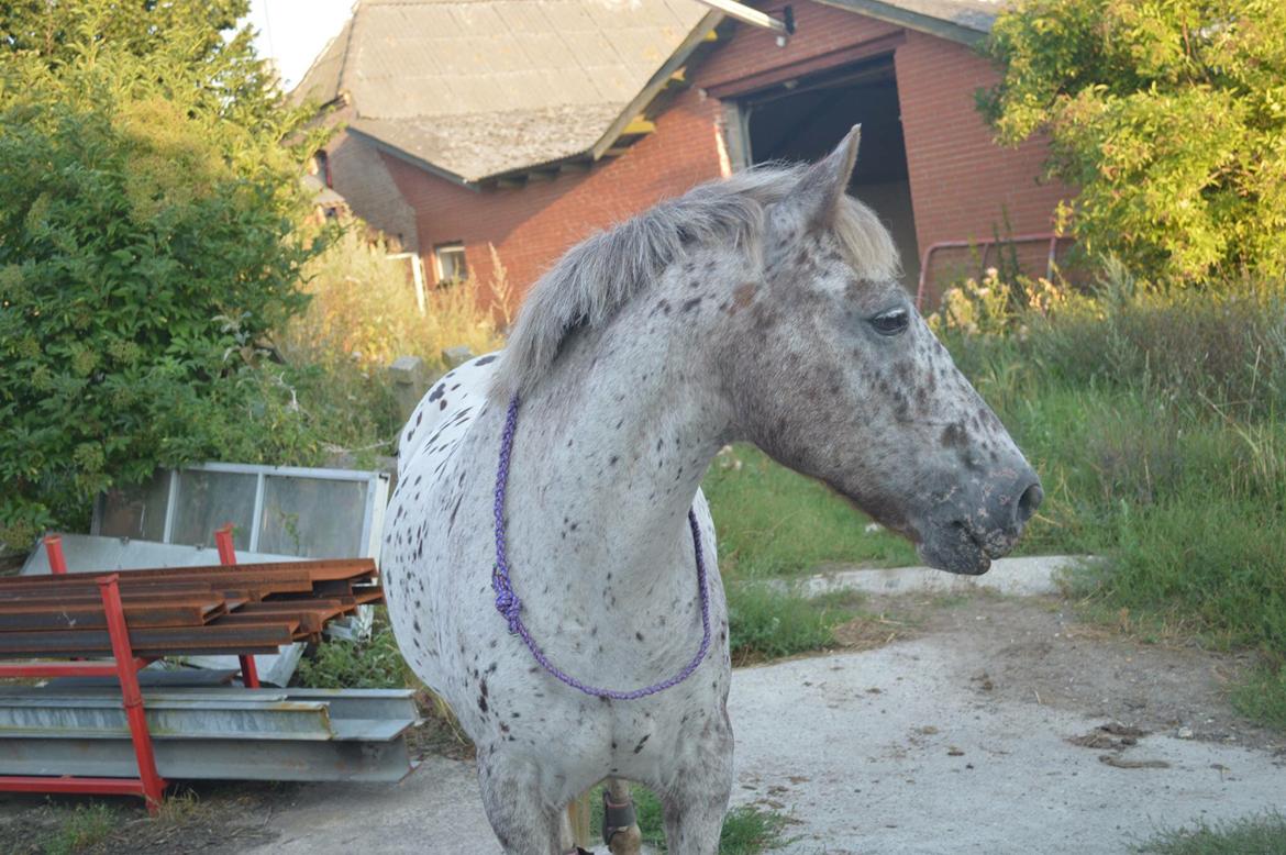 Knabstrupper løjt (my soulmate) billede 10