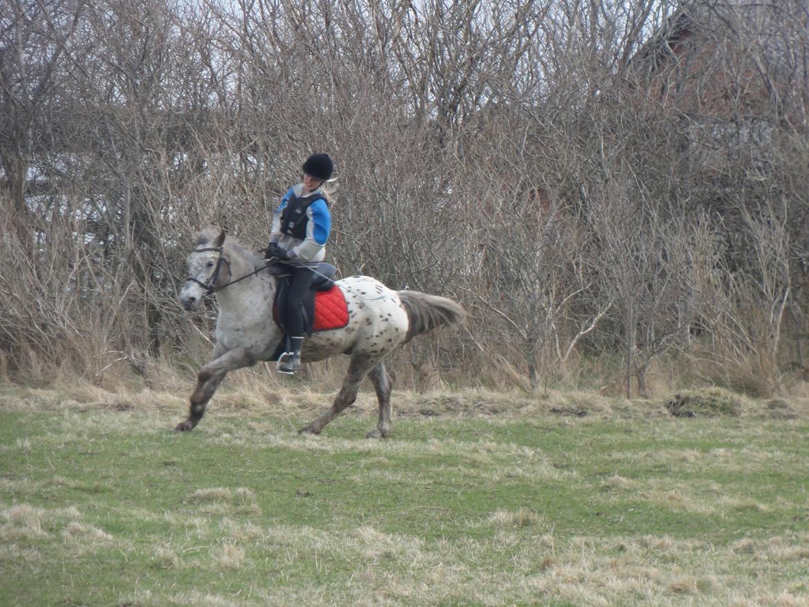 Knabstrupper løjt (my soulmate) billede 11