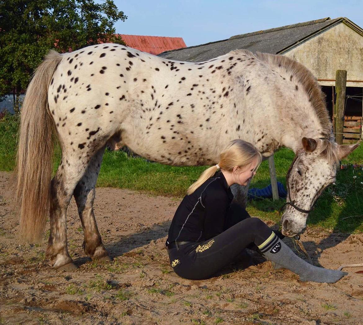Knabstrupper løjt (my soulmate) billede 12