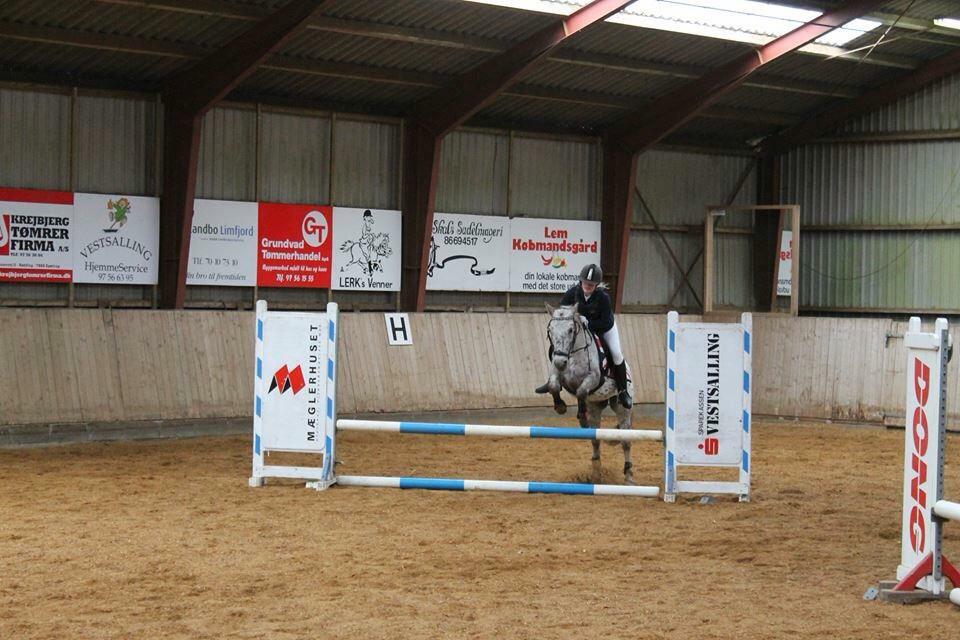 Knabstrupper løjt (my soulmate) billede 13