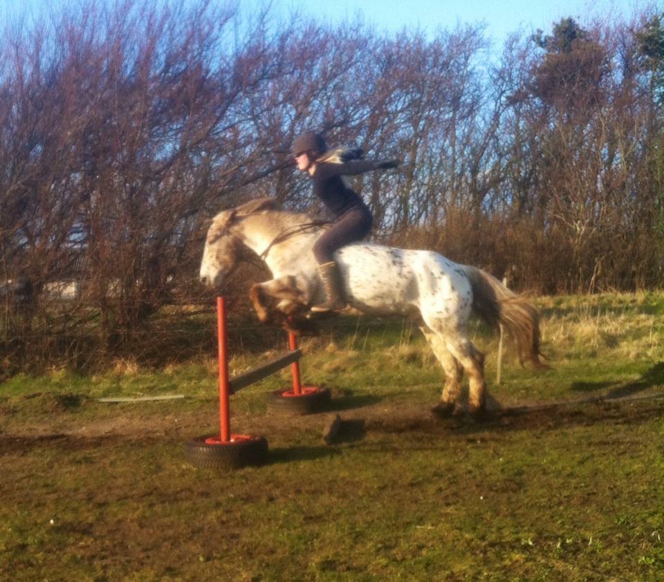 Knabstrupper løjt (my soulmate) billede 15