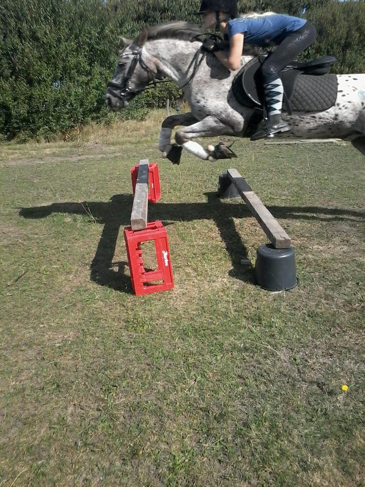 Knabstrupper løjt (my soulmate) billede 18