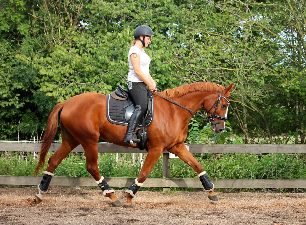 Dansk Varmblod Wiesla billede 6