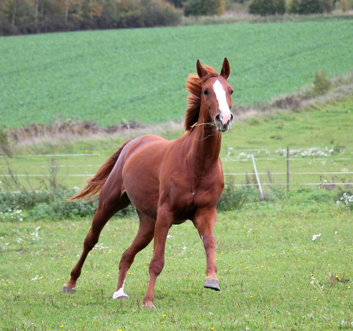 Dansk Varmblod Wiesla billede 17