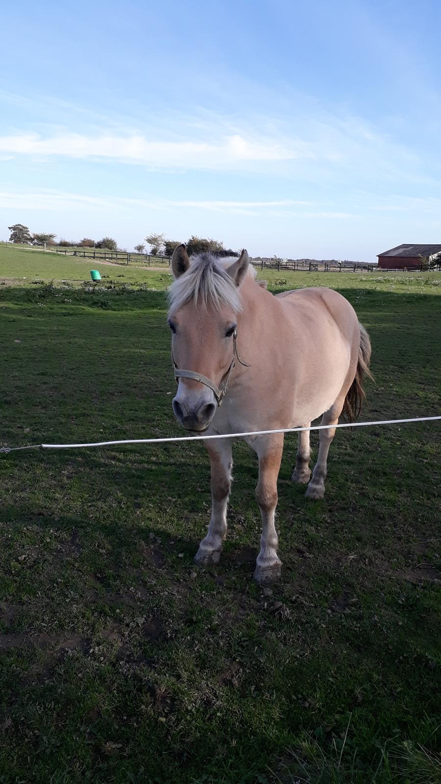 Fjordhest Elvis billede 26