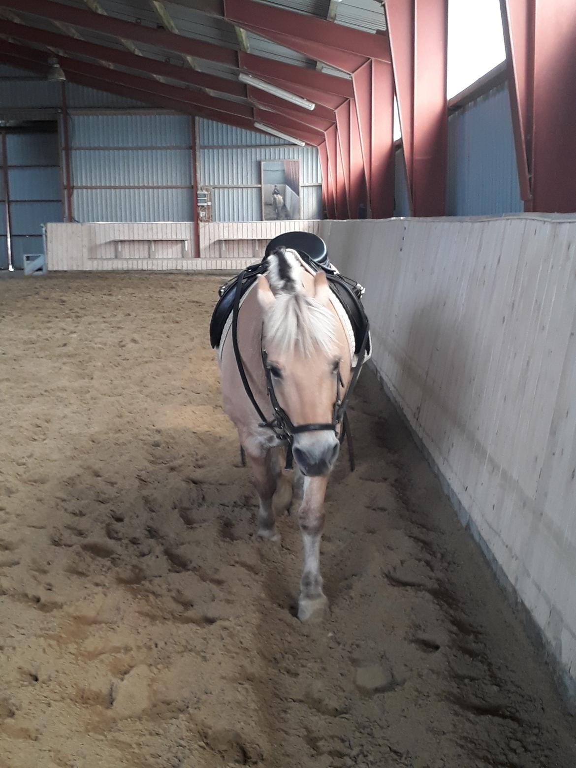 Fjordhest Elvis billede 27