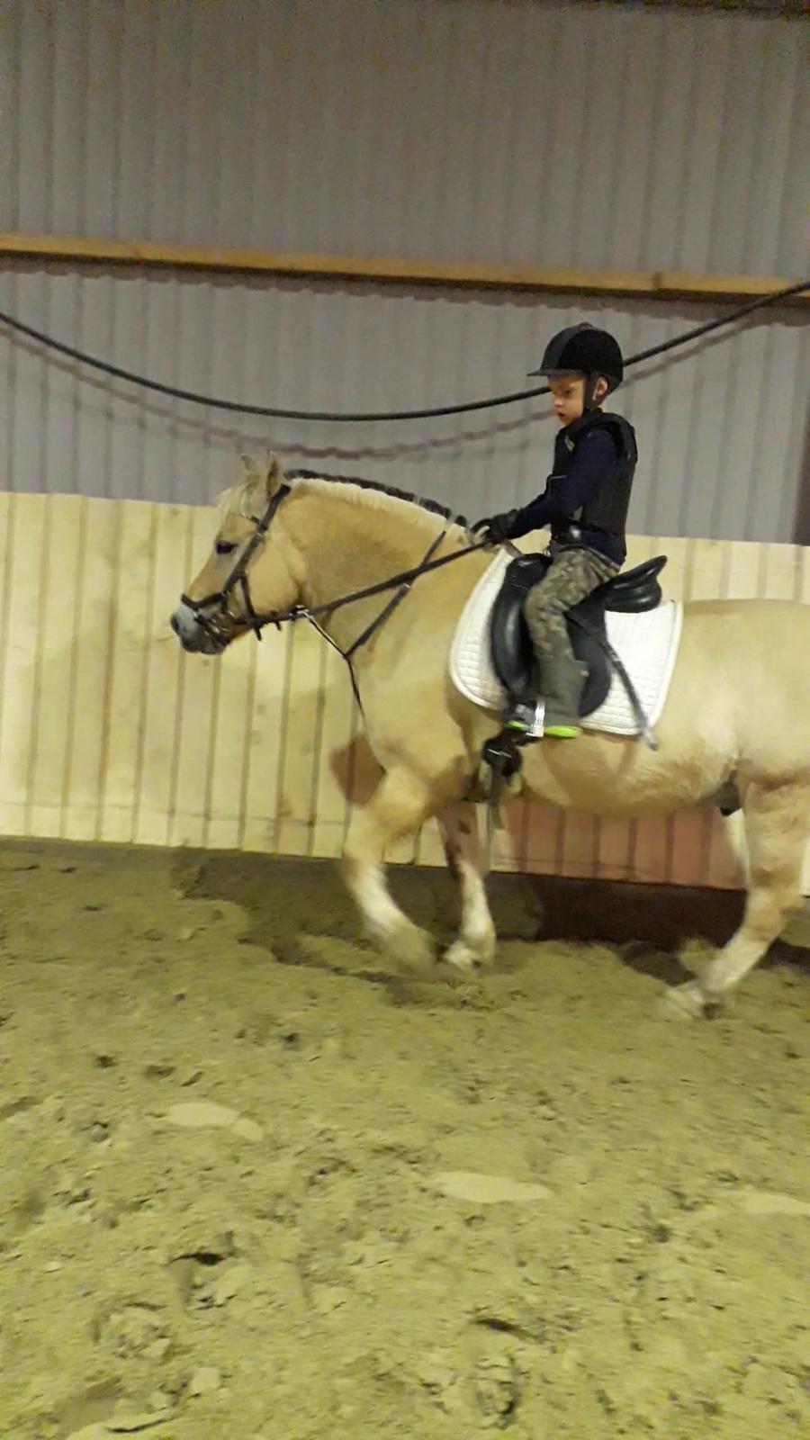 Fjordhest Elvis billede 28