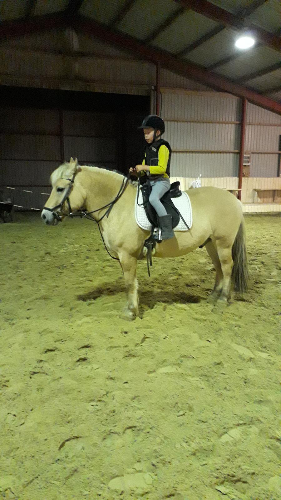 Fjordhest Elvis billede 29