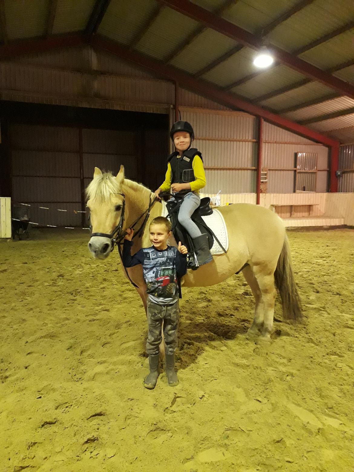 Fjordhest Elvis billede 30