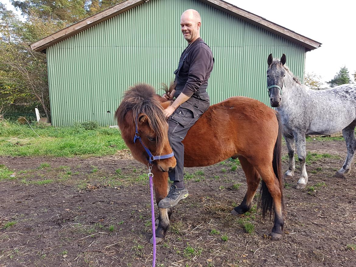 Islænder Sigurdur fra Lindegården SOLGT billede 27