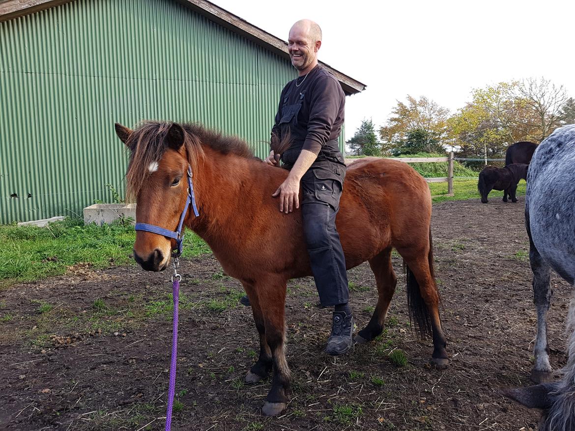 Islænder Sigurdur fra Lindegården SOLGT billede 29