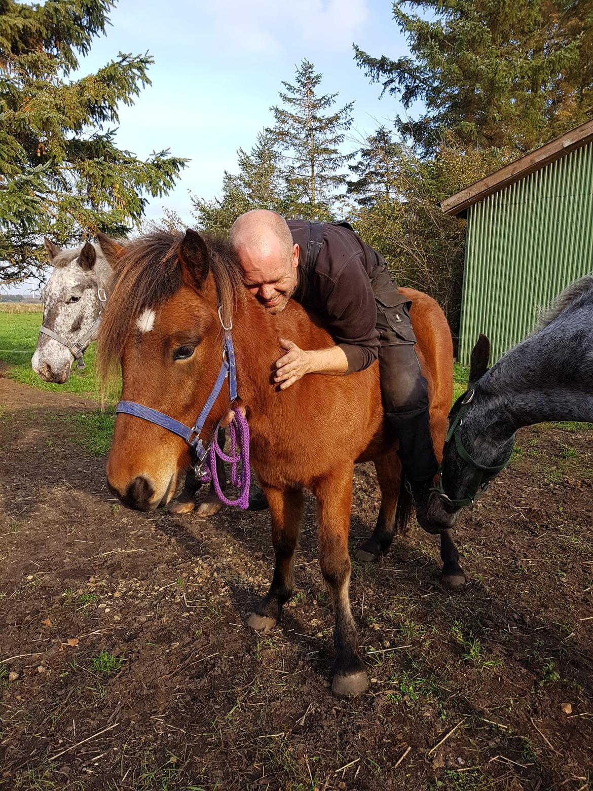Islænder Sigurdur fra Lindegården SOLGT billede 28