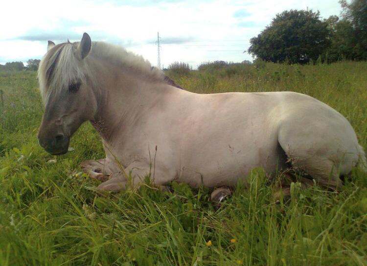 Fjordhest Imke billede 13