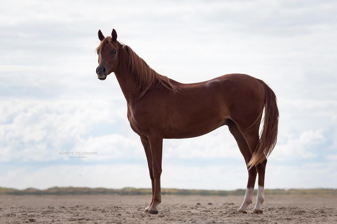 Arabisk fuldblod (OX) Norx NWA ox billede 14