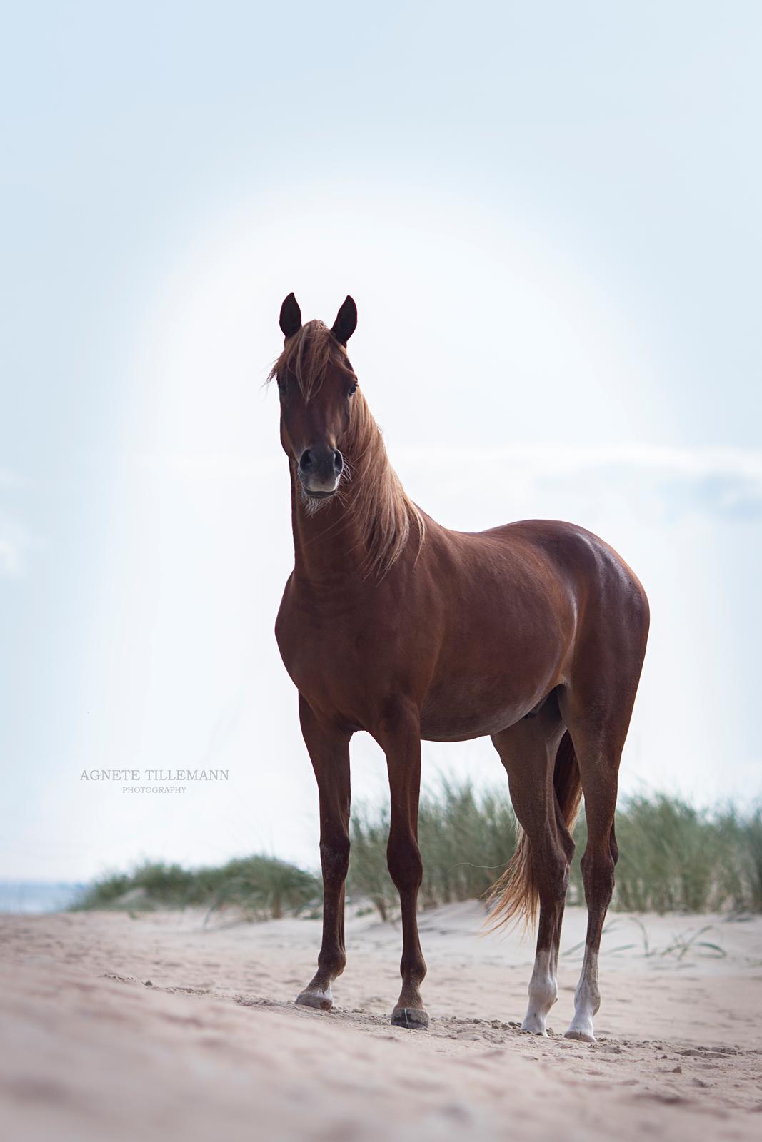 Arabisk fuldblod (OX) Norx NWA ox billede 15