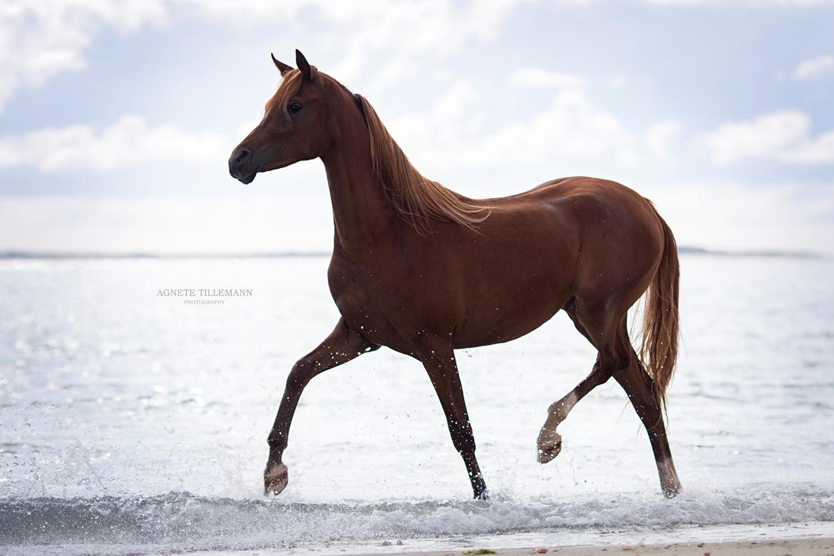 Arabisk fuldblod (OX) Norx NWA ox billede 16