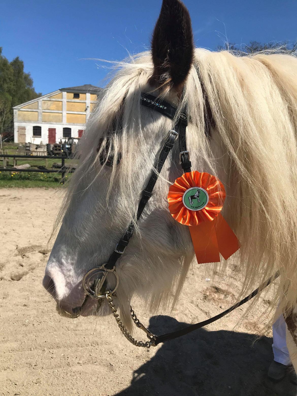 Irish Cob ITS Hazel RIP:-( billede 3
