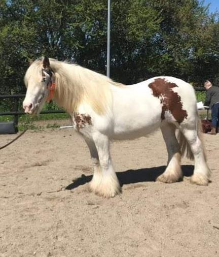 Irish Cob ITS Hazel RIP:-( billede 2