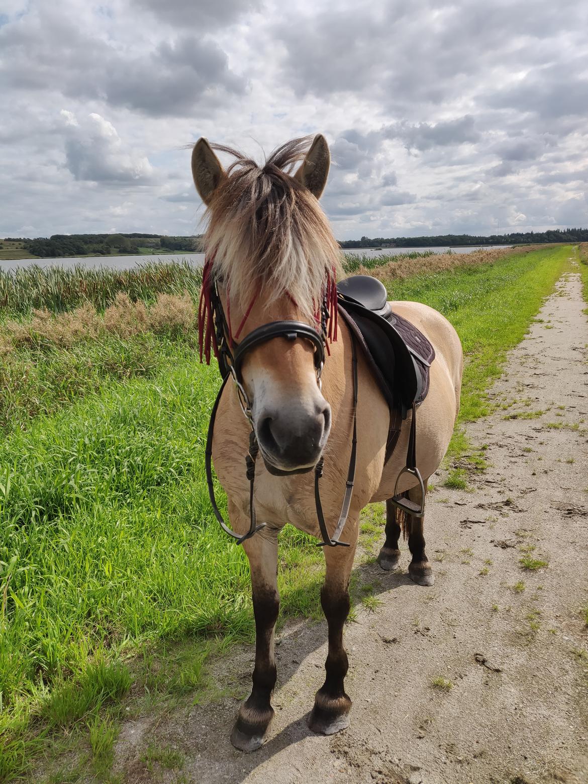 Fjordhest Nanzy billede 20