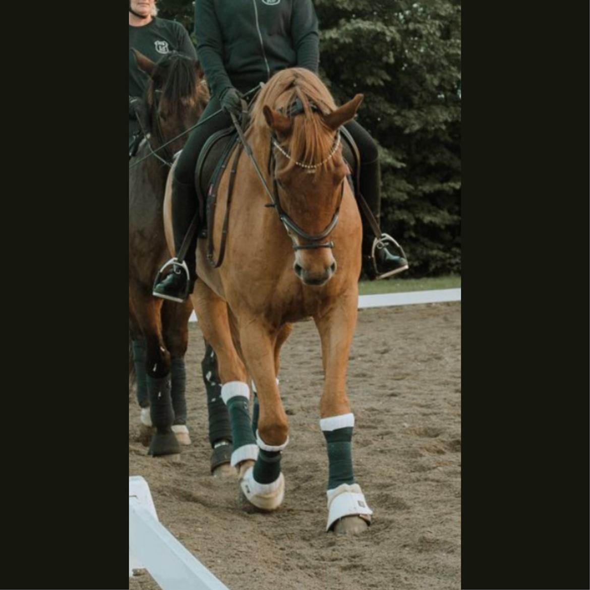 Knabstrupper APFA billede 16