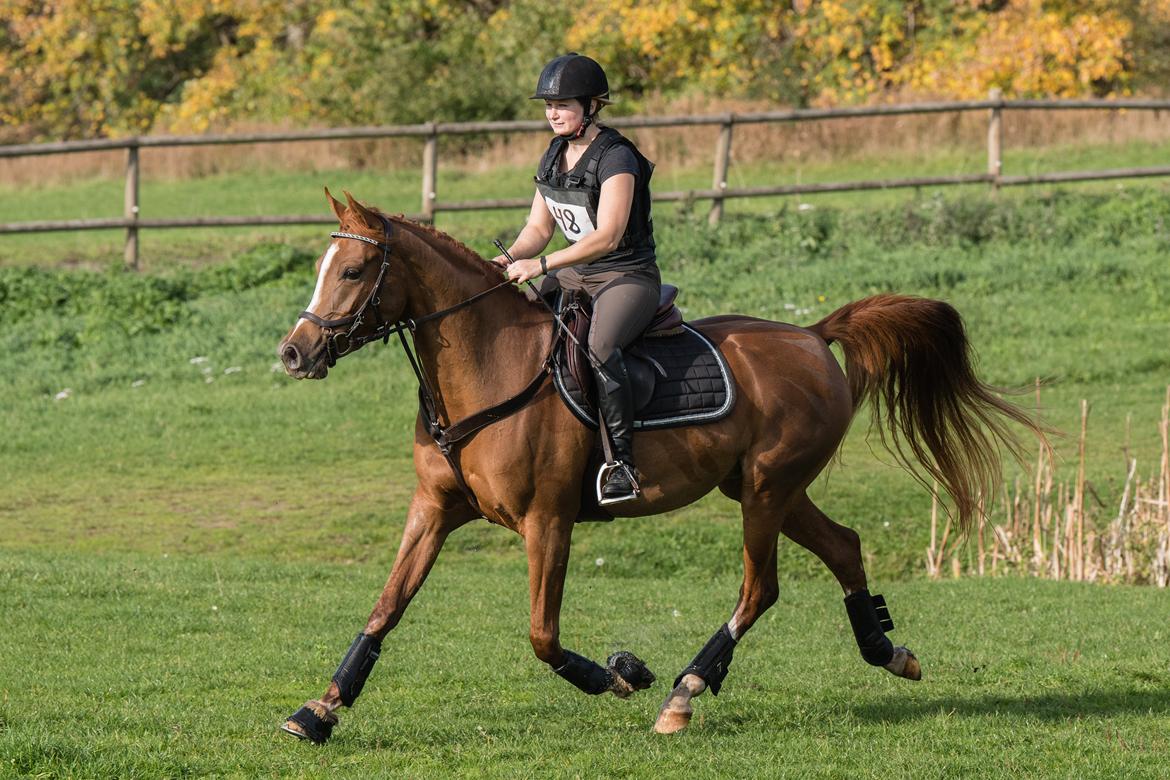 Arabisk fuldblod (OX) Ivalina Wind - FOTO: JNJ Photos13 oktober 2018, første terrænspringning til 1/2 military på Skårup Overgård. billede 14