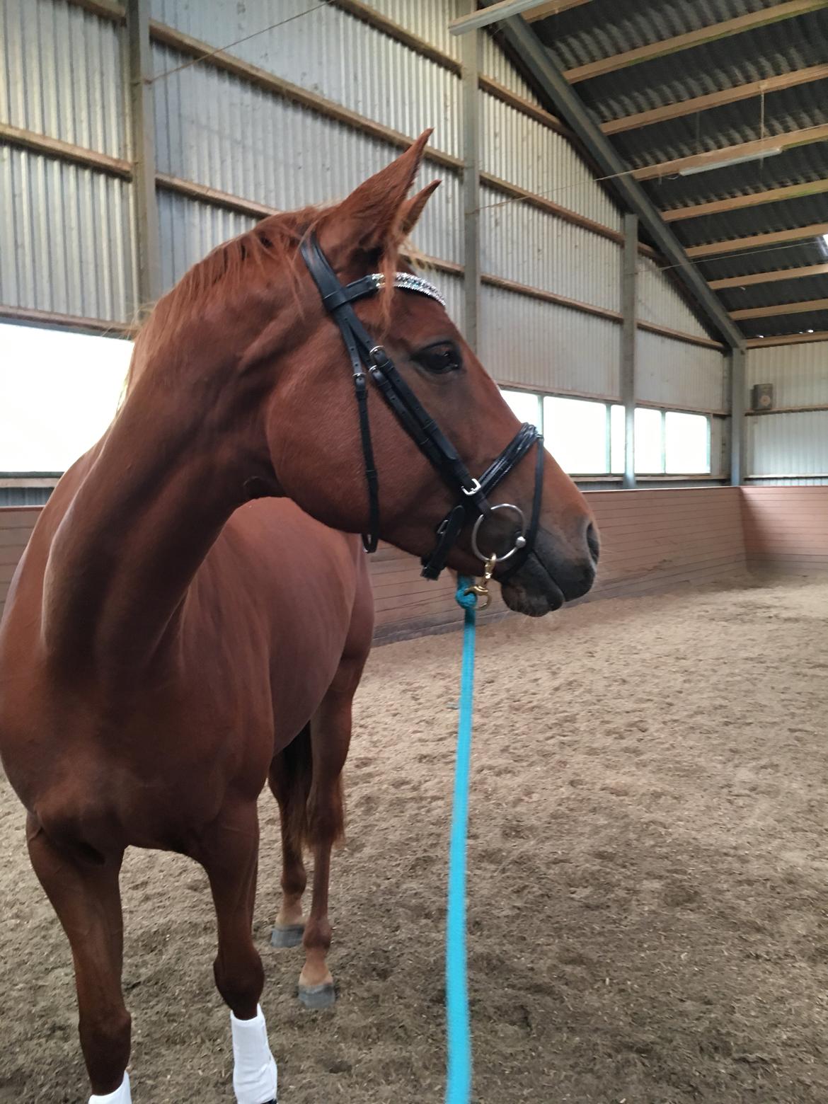 Trakehner Octavia af Østergaard billede 5