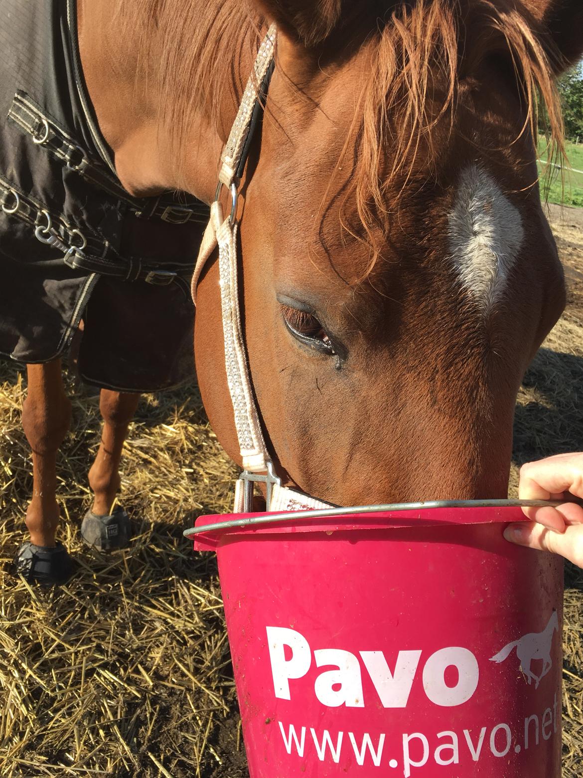 Trakehner Octavia af Østergaard billede 8