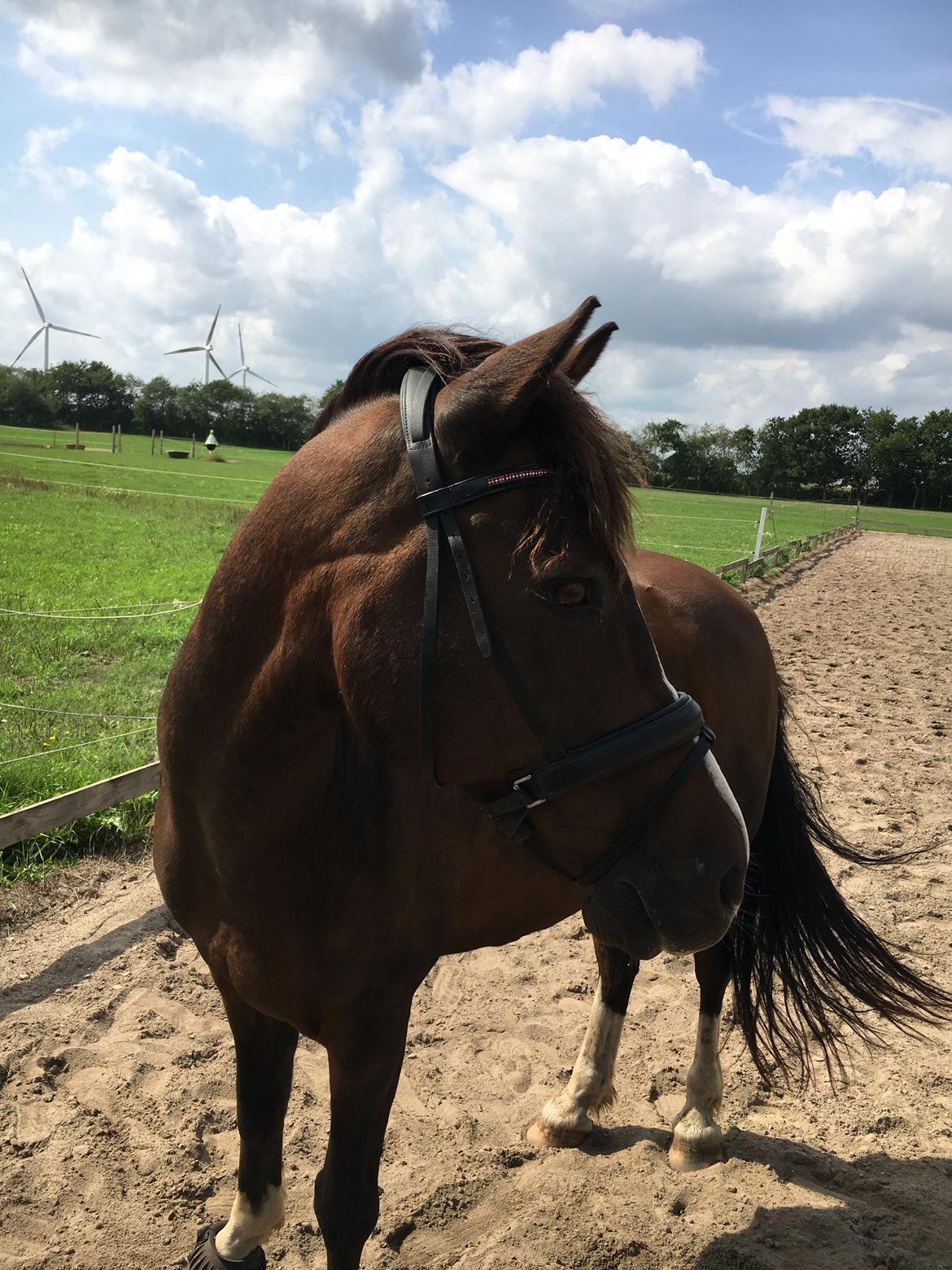 Anden særlig race Bastian<3 billede 8