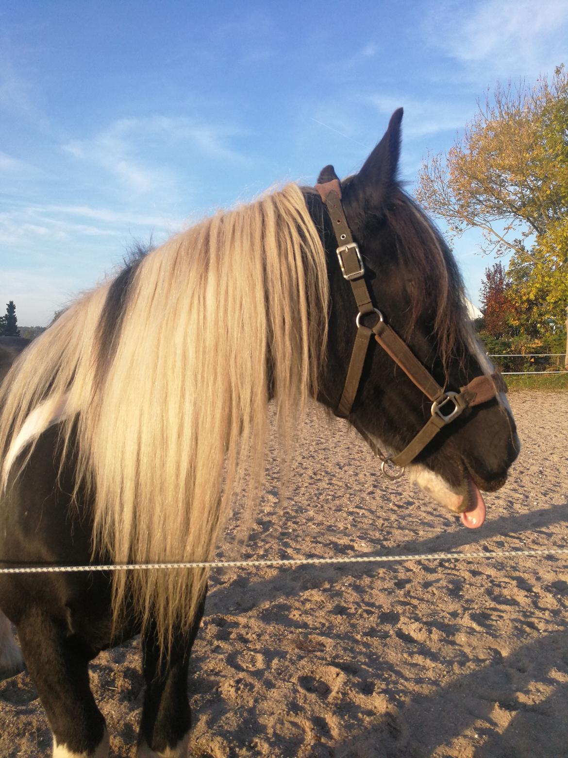 Tinker Guldagers Sir Galahad billede 14