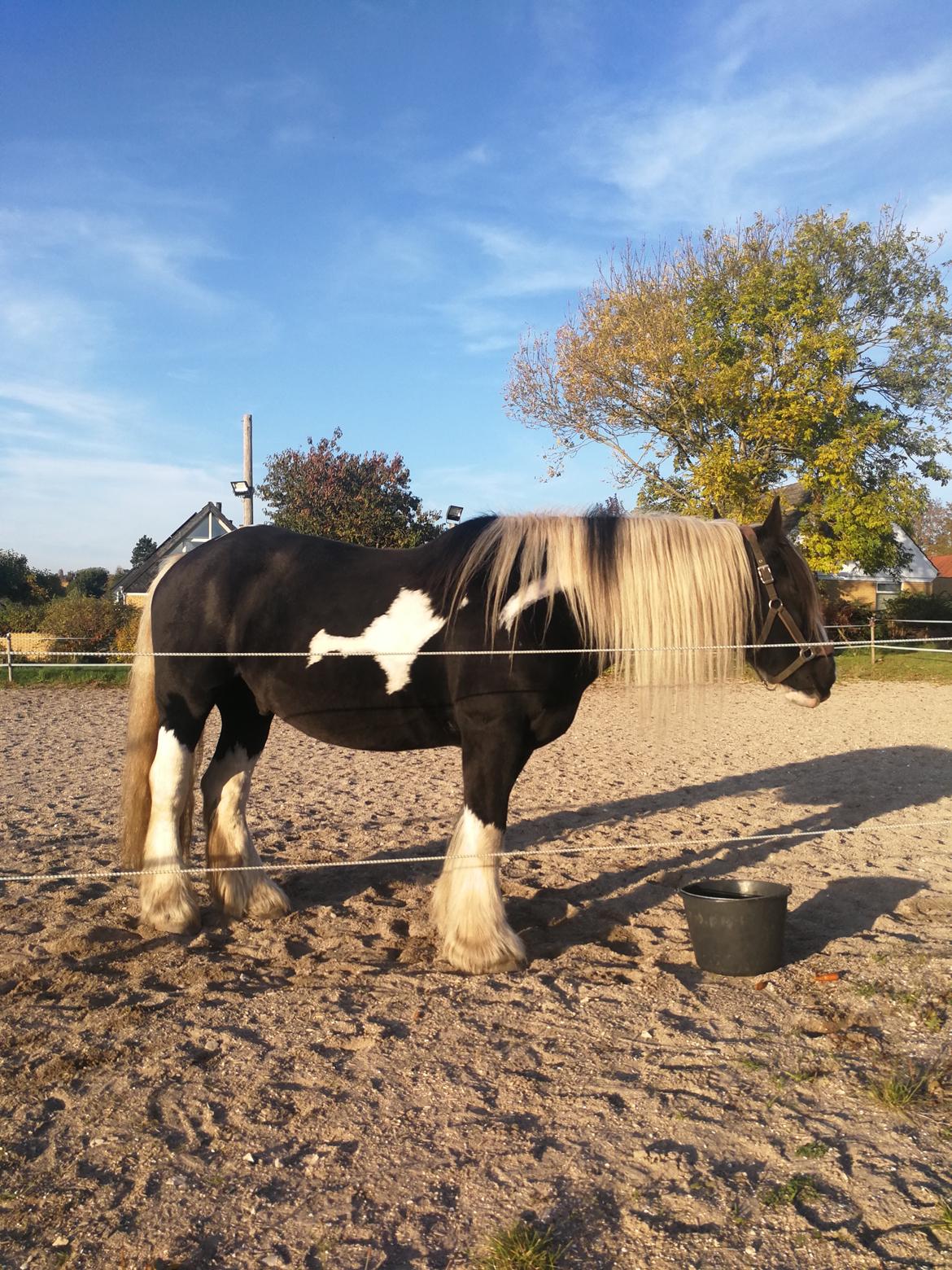 Tinker Guldagers Sir Galahad billede 15