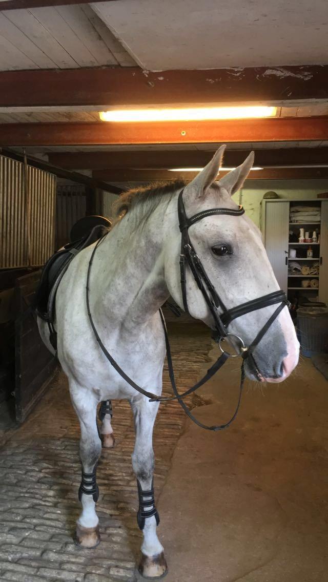 Lipizzaner Tulipan VIII-5 billede 1