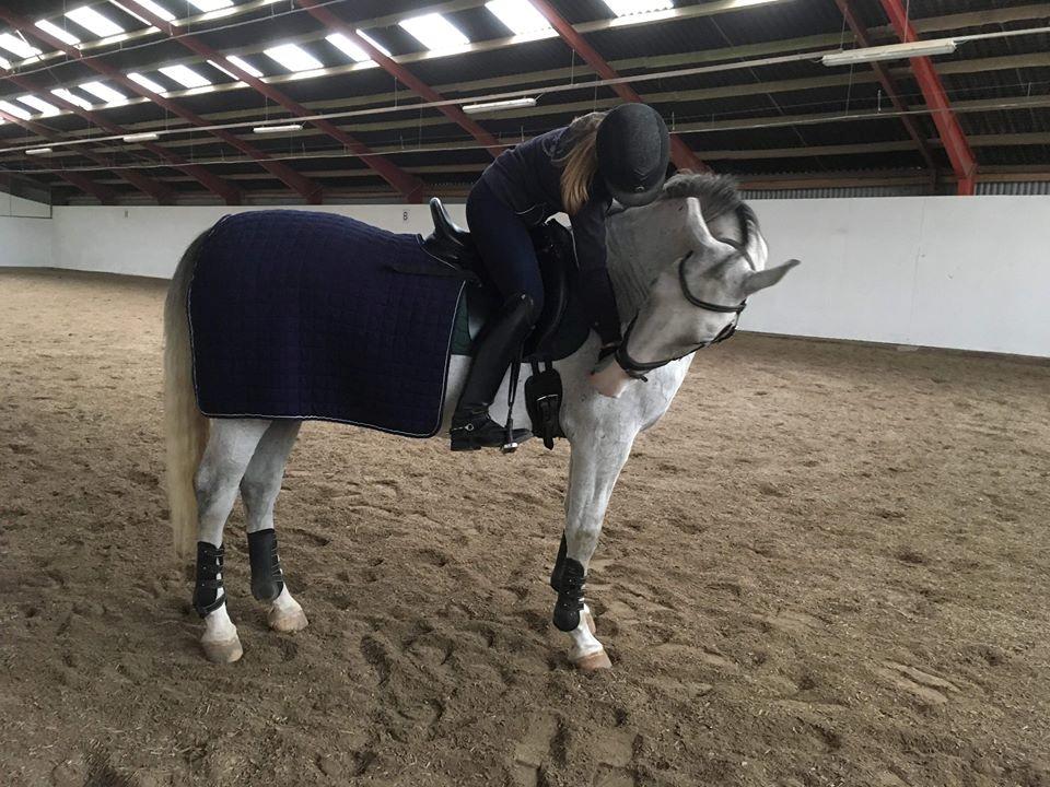 Lipizzaner Tulipan VIII-5 - Min elskede dreng billede 3